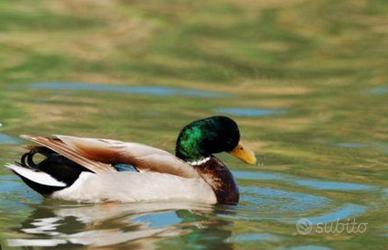 Maschio di anatra germano