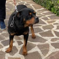 Rottweiler maschio 4 anni