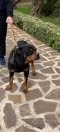 Rottweiler maschio 4 anni