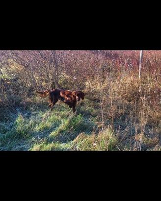 Setter irlandese maschio pronta caccia