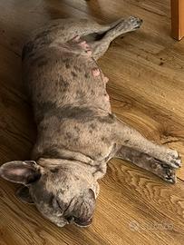 Cuccioli di bulldog francese