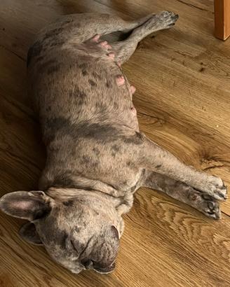 Cuccioli di bulldog francese