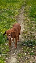 Cani da caccia