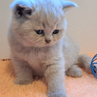 Femminuccia di razza british shorthair