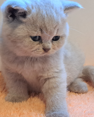 Femminuccia di razza british shorthair
