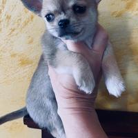 Cuccioli di Chihuahua