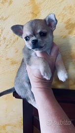 Cuccioli di Chihuahua