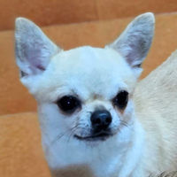 Chihuahua Pelo Corto