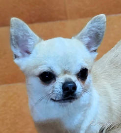 Chihuahua Pelo Corto