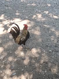 galletti olandesi