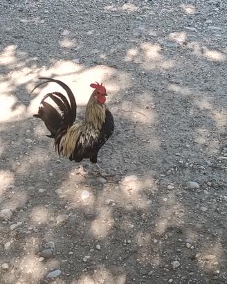 galletti olandesi