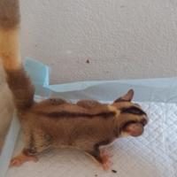 Petauro dello zucchero