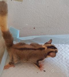 Petauro dello zucchero