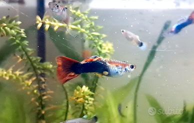 Pesci Guppy