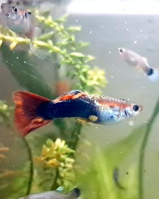 Pesci Guppy
