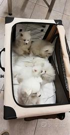 Volpino Italiano cuccioli