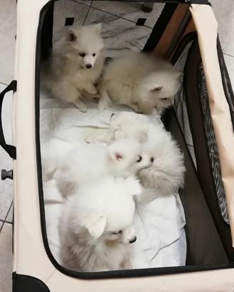Volpino Italiano cuccioli