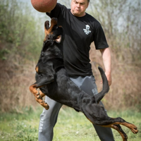 Cuccioli Rottweiler