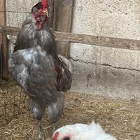 Gruppo galline ornamentali