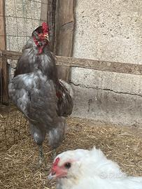 Gruppo galline ornamentali