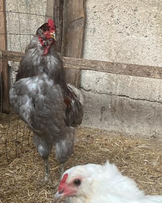 Gruppo galline ornamentali