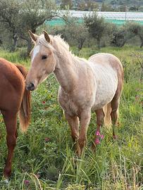 Puledro palomino 12 mesi