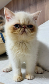 Exotic Shorthair