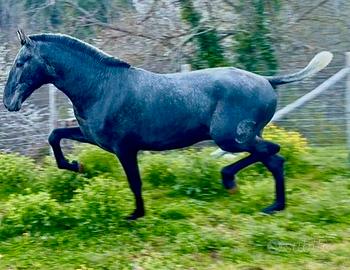 Cavallo spagnolo p.r.e