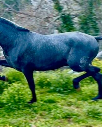 Cavallo spagnolo p.r.e