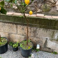 Limone quattrostagioni
