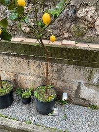 Limone quattrostagioni