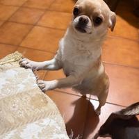 Chihuahua