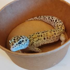Geco leopardino