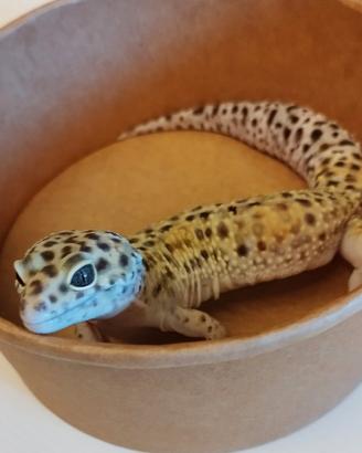 Geco leopardino