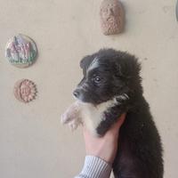 Cuccioli border collie