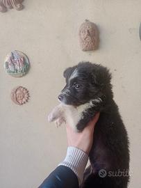 Cuccioli border collie
