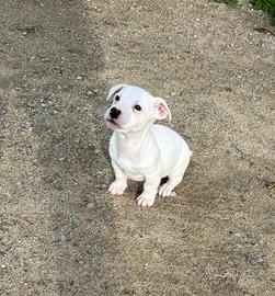 Cucciolo Jack Russel