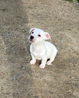Cucciolo Jack Russel