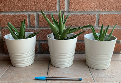 3 piantine grasse con vasetto bianco Ikea