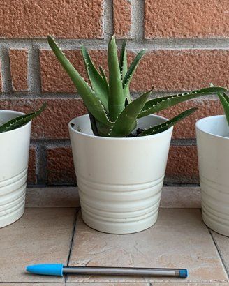 3 piantine grasse con vasetto bianco Ikea