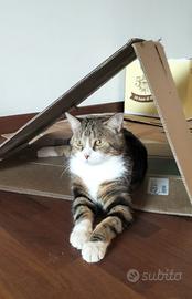 Gatto in adozione del cuore