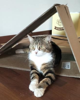Gatto in adozione del cuore