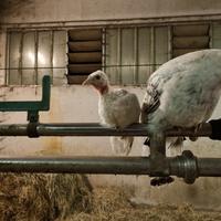 Cambio Tacchino maschio ermellinato di Rovigo