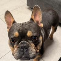 Bulldog Francese per monta
