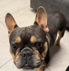 Bulldog Francese per monta