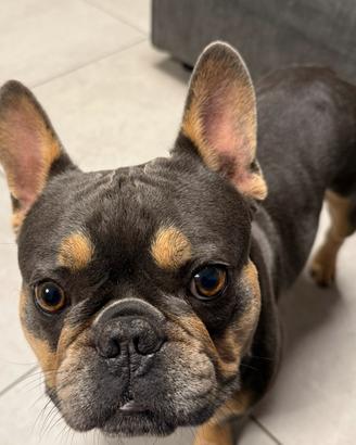 Bulldog Francese per monta