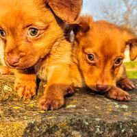 Meticci cuccioli cagnolini piccolissima taglia