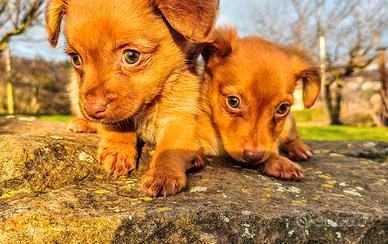 Meticci cuccioli cagnolini piccolissima taglia