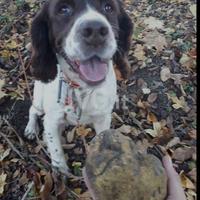 Springer lagotto da tartufo