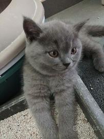 Splendidi cuccioli british shorthair
